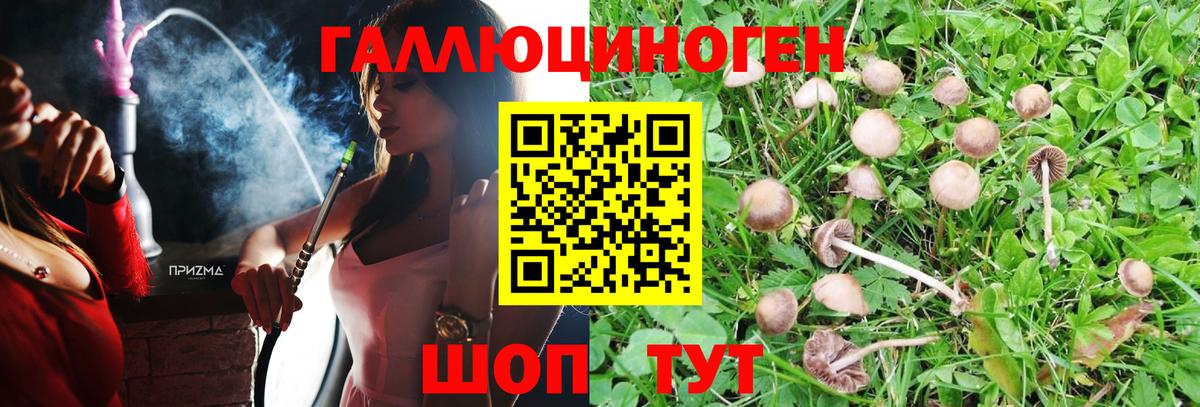 Псилоцибиновые грибы Psilocybine cubensis Гурьевск